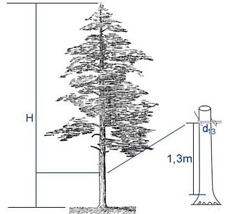 таблица объема стоящих на корню деревьев